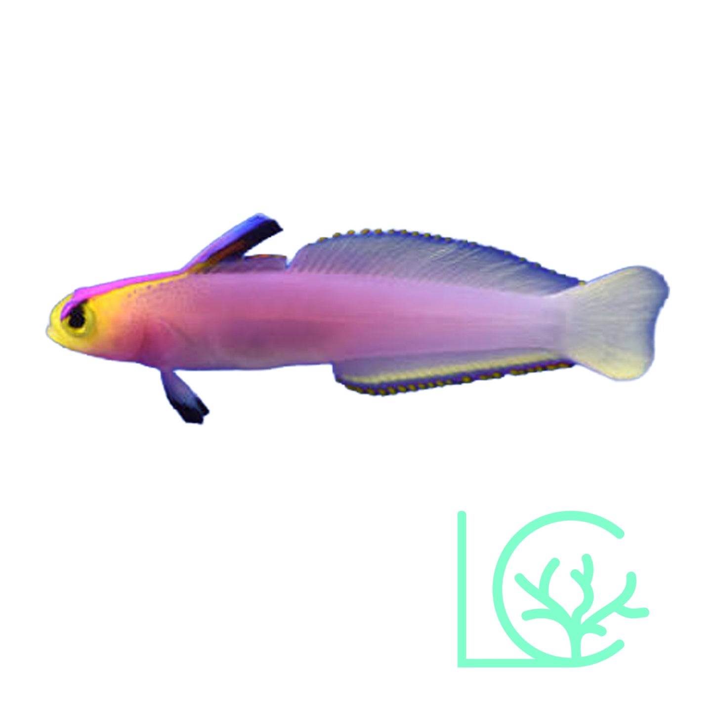 Helfrichi Firefish Goby