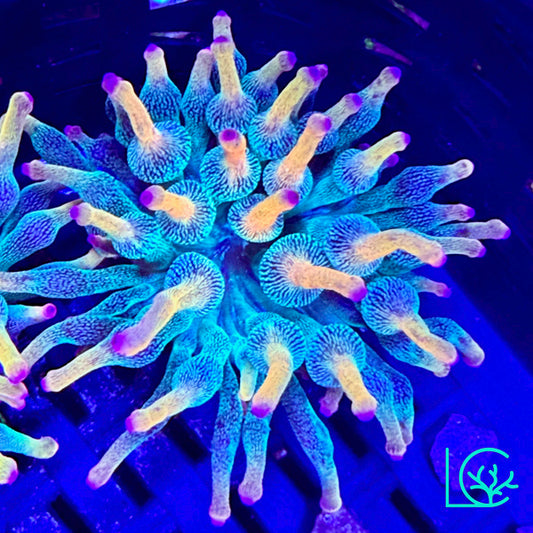 Holy Grail Bubble Tip Anemone