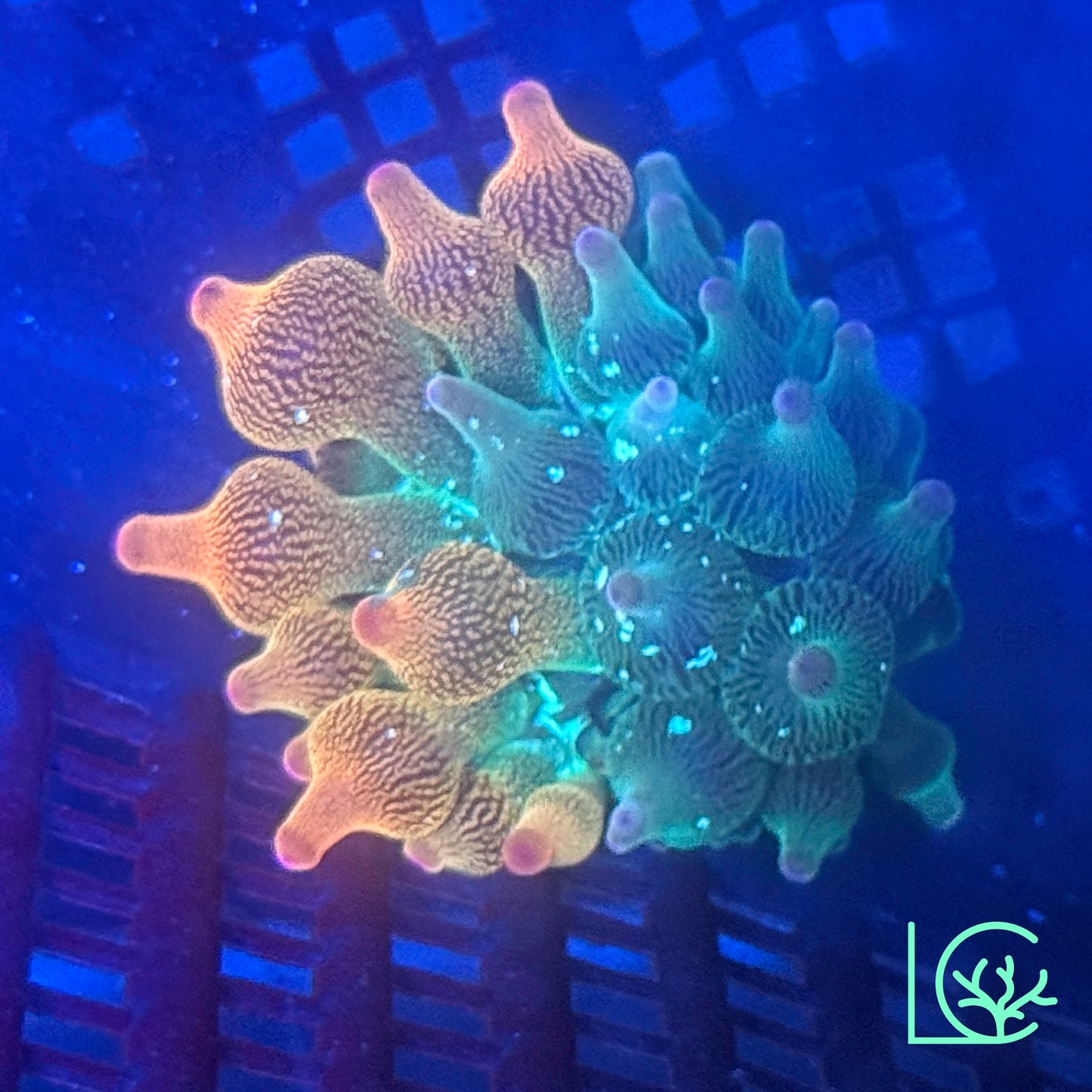 Nexus Joker 50/50  Bubble Tip Anemone WYSIWYG