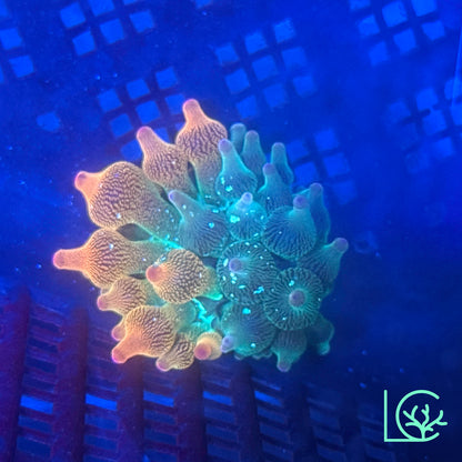 Nexus Joker 50/50  Bubble Tip Anemone WYSIWYG