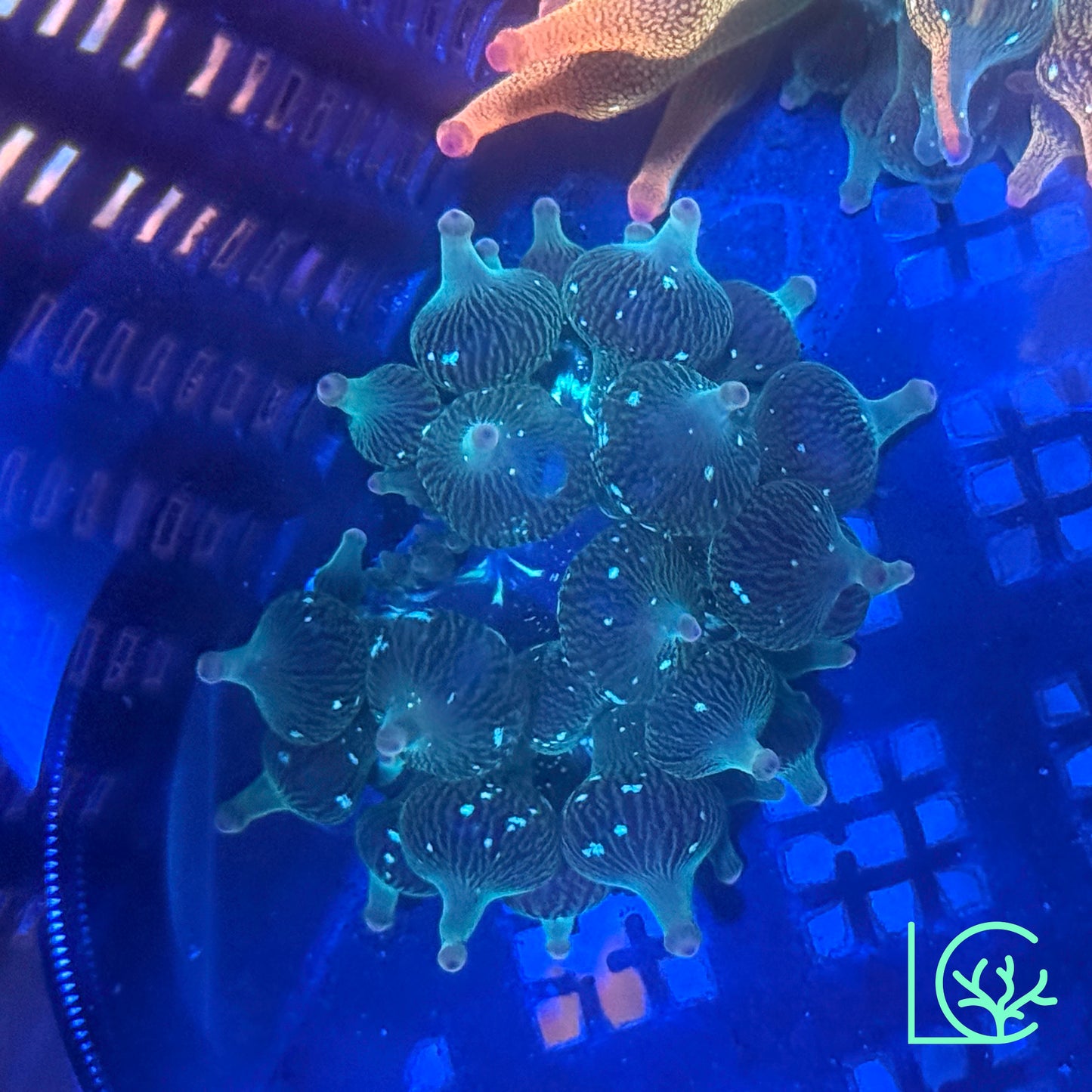 Nexus Joker Bubble Tip Anemone WYSIWYG