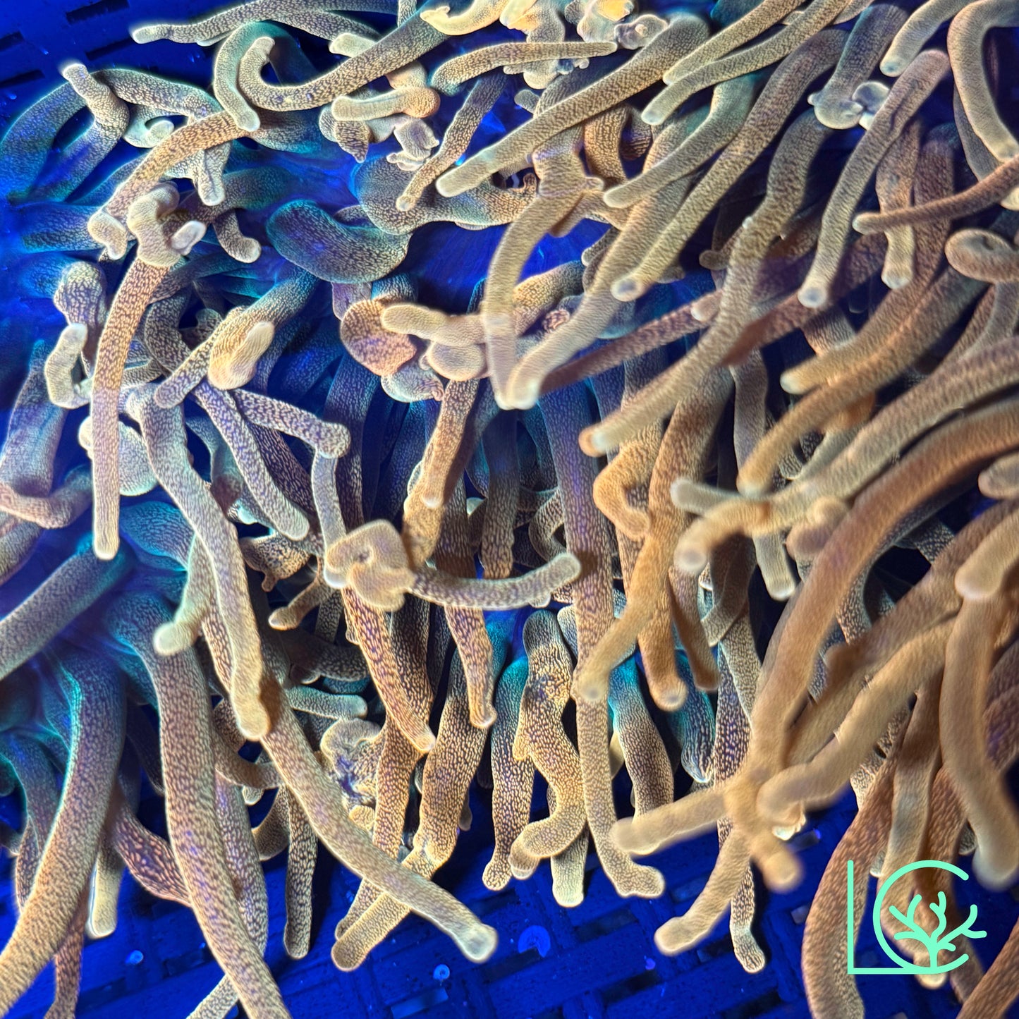 Chicago Bubble Tip Anemone WYSIWYG