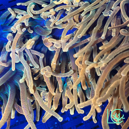 Chicago Bubble Tip Anemone WYSIWYG