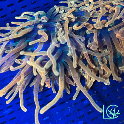 Chicago Bubble Tip Anemone WYSIWYG