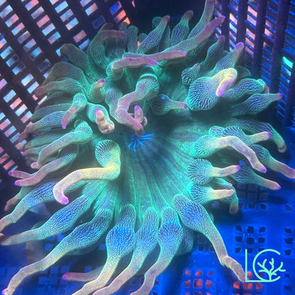 Holy Grail Bubble Tip Anemone WYSIWYG