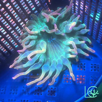 Holy Grail Bubble Tip Anemone WYSIWYG