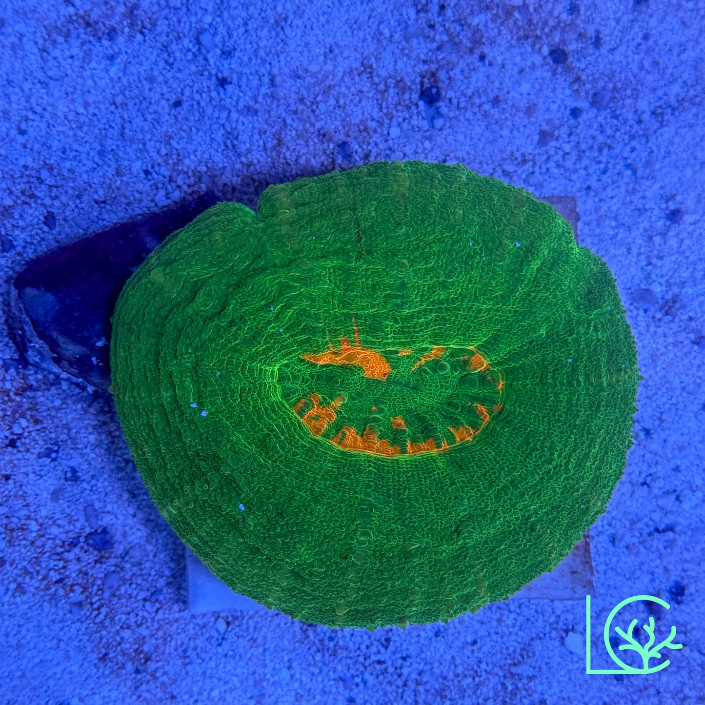 Barely Bleeding Apple Scoly