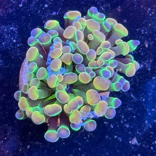 LC Extreme Rainbow Hologram Hammer WYSIWYG