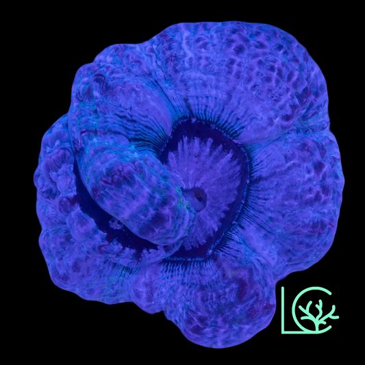 Indophyillia WYSIWYG