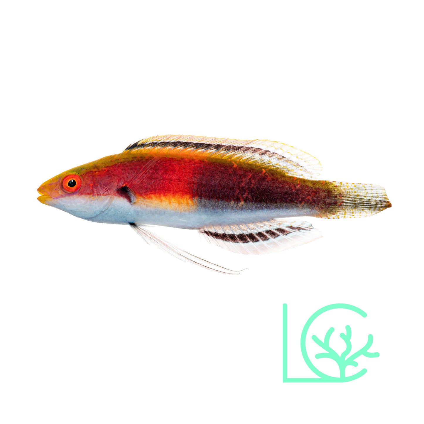 Katherine's Wrasse
