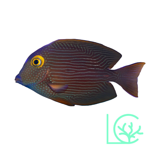 Yellow Eyed Spotted Kole Tang