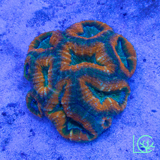 Citrus Meltdown Lobo WYSIWYG
