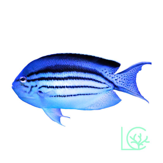 Lamarck Angelfish