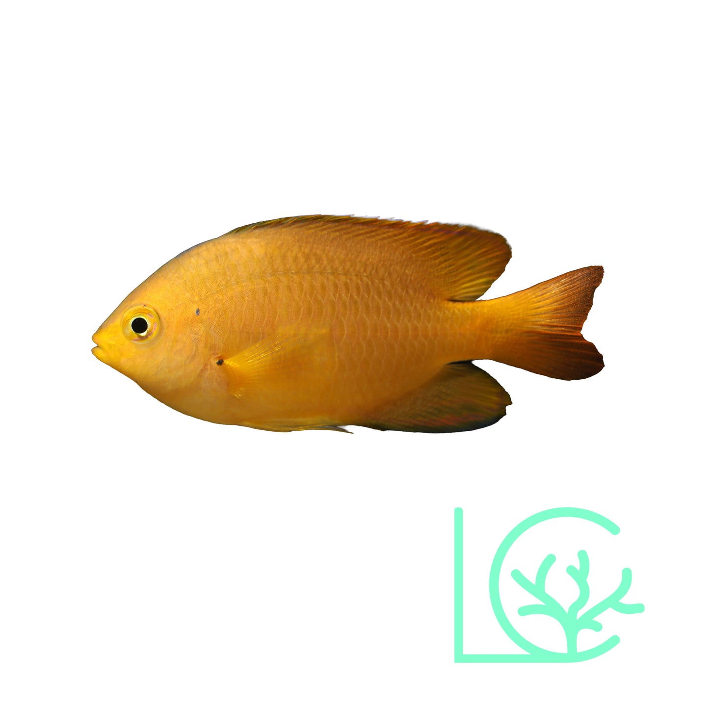 Lemon Damsel