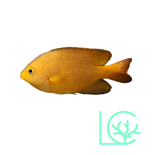 Lemon Damsel