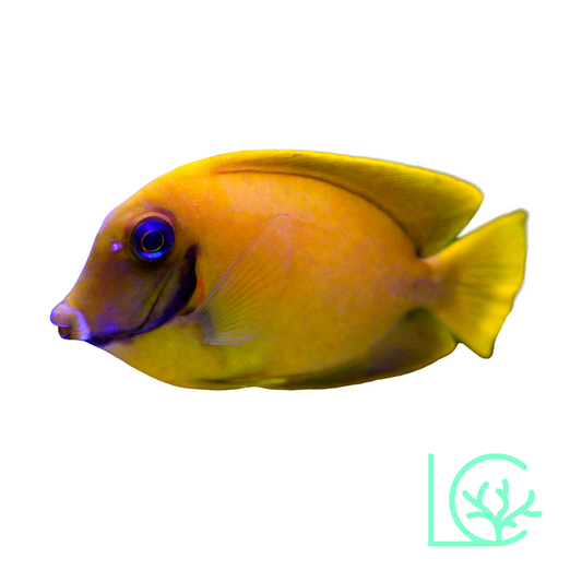 Lemon Peel Mimic Tang