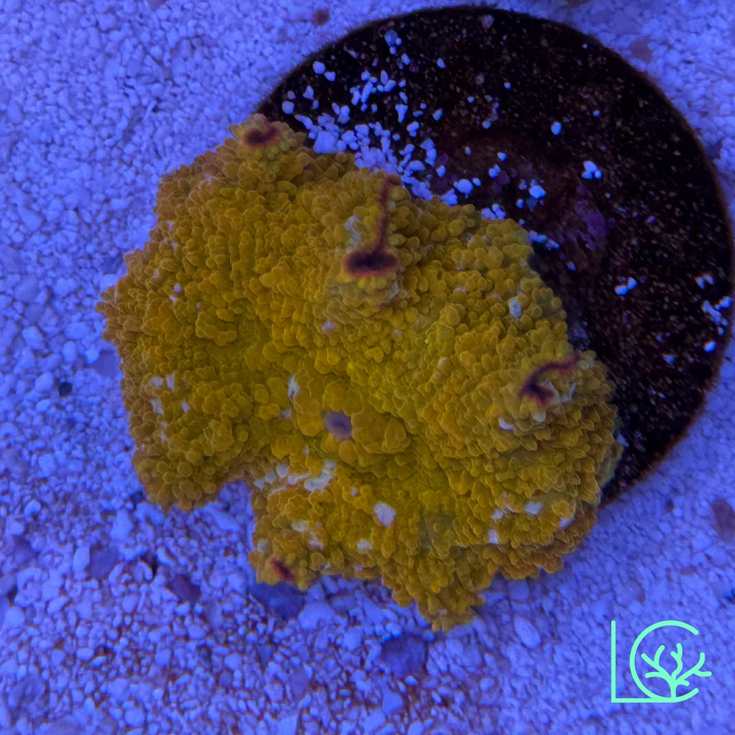 Golden Mushroom WYSIWYG