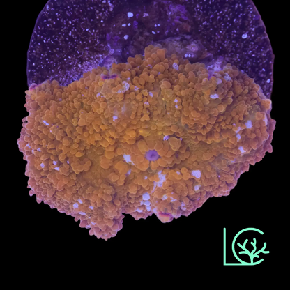 Golden Mushroom WYSIWYG