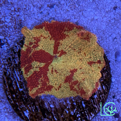 Yellow Red Jawbreaker Mushroom WYSIWYG