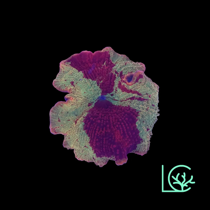 Yellow Red Jawbreaker Mushroom WYSIWYG