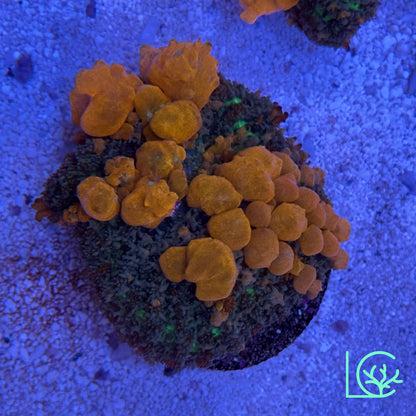 Sunkist Bounce Mushroom WYSIWYG