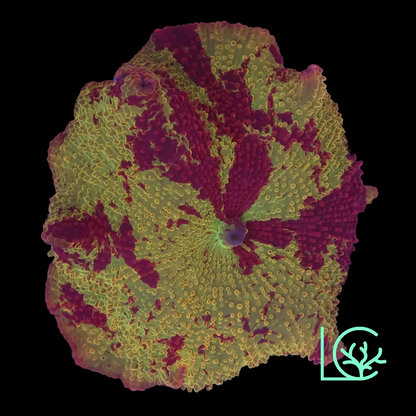 Yellow Red Jawbreaker Mushroom WYSIWYG