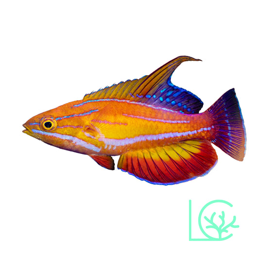 McCosker's of Maldives Wrasse