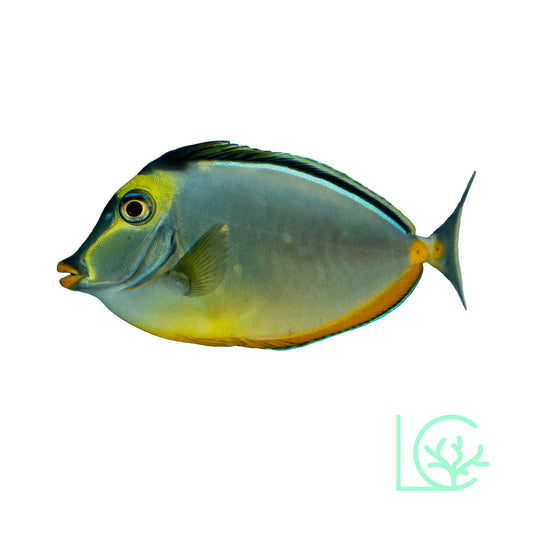 Naso Tang