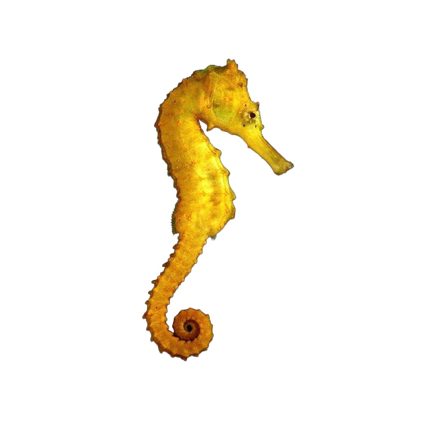 ORA Captive-Bred Brazilian Longspout Seahorse
