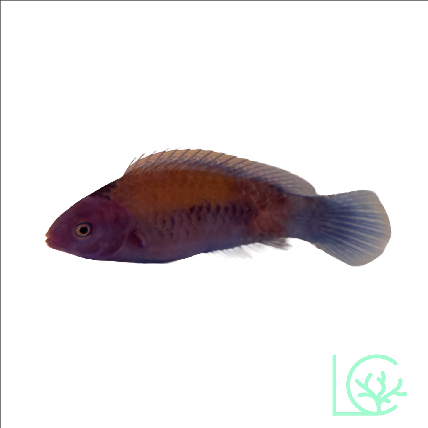 Orangeback Fairy Wrasse