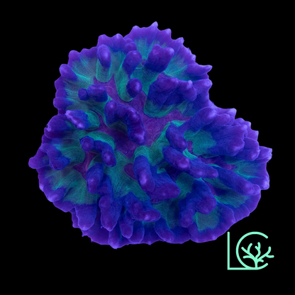 Rainbow Pectina Colony WYSIWYG