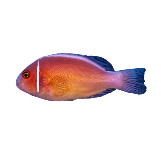 Pink Skunk Clownfish