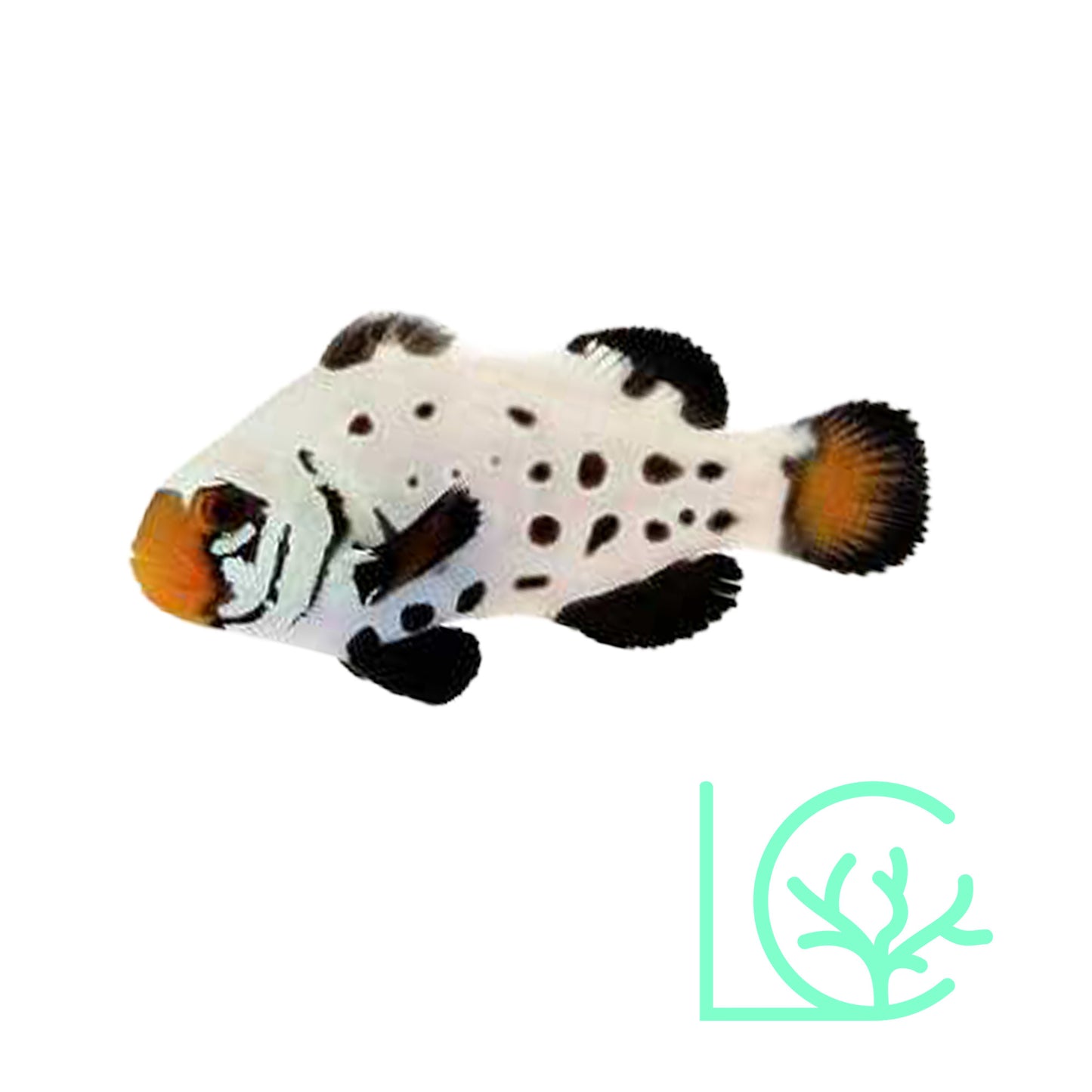 Premium Frostbite Clownfish