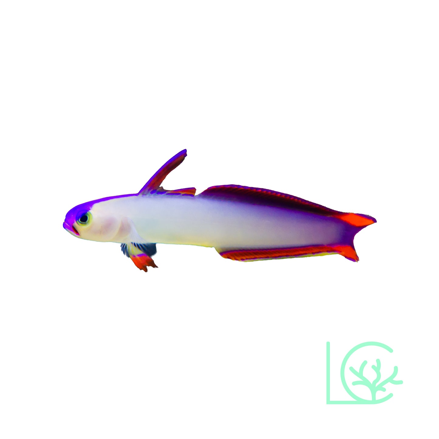 Purple Firefish Goby