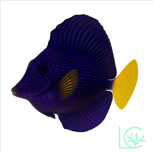 Purple Tang