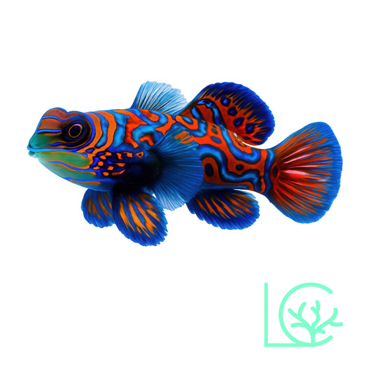 Red Mandarin