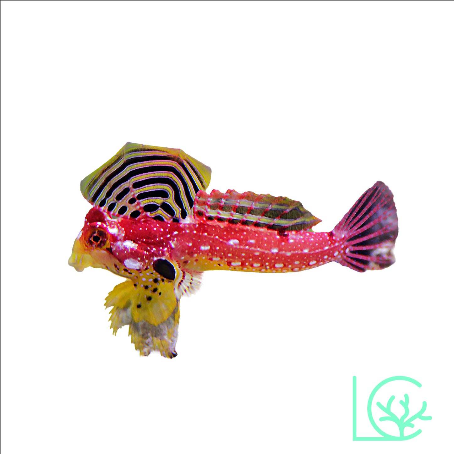 Ruby Red Dragonet