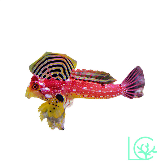 Ruby Red Dragonet