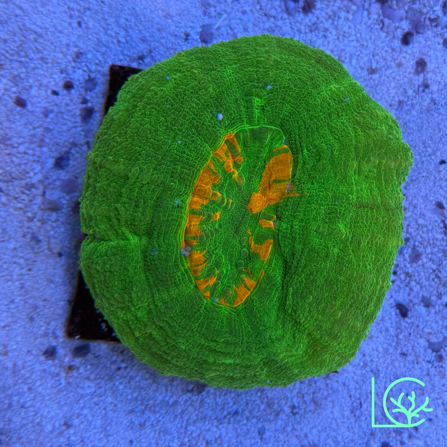 Barely Bleeding Apple Scoly WYSIWYG