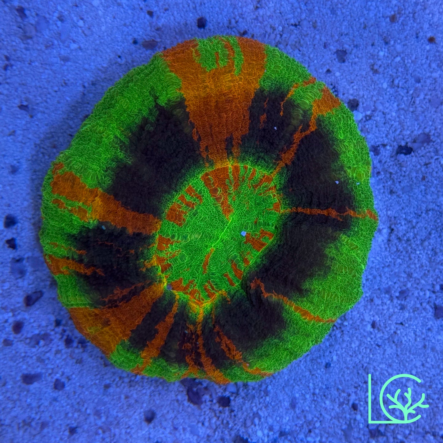 Master Scoly WYSIWYG