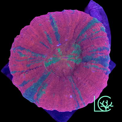 Reverse Bleeding Apple Scoly WYSIWYG