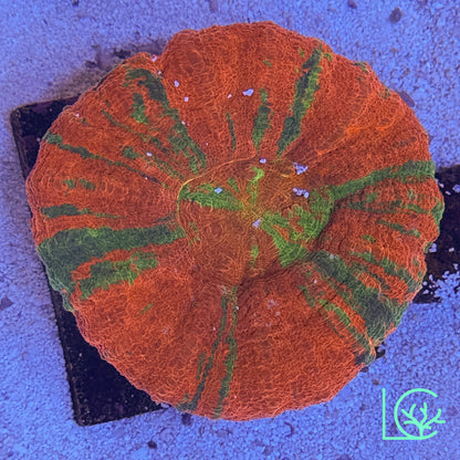 Reverse Bleeding Apple Scoly WYSIWYG