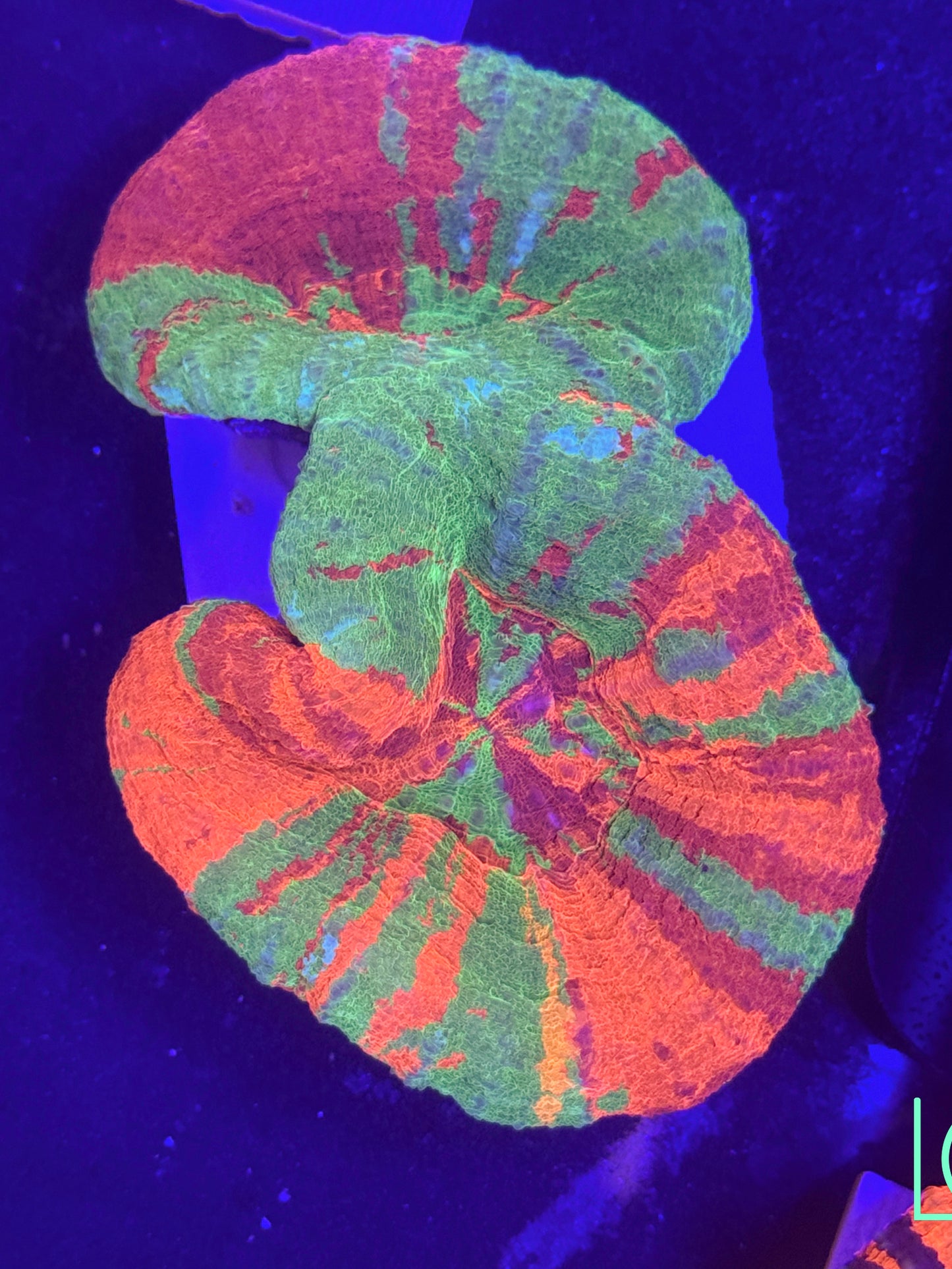 Double Bleeding Apple Scoly WYSIWYG