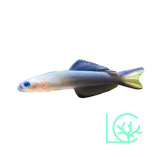 Scissortail Goby
