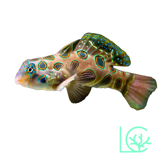 Spotted Mandarin