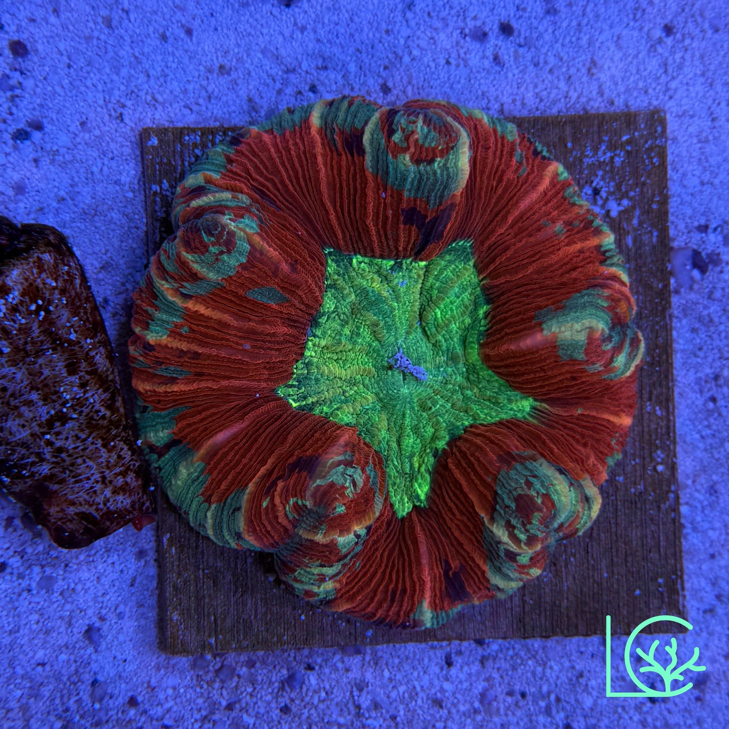 Pixie Trachy WYSIWYG