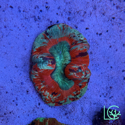 Pixie Trachy WYSIWYG