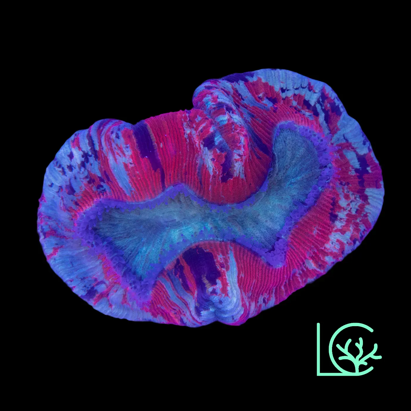 Pixie Trachy WYSIWYG