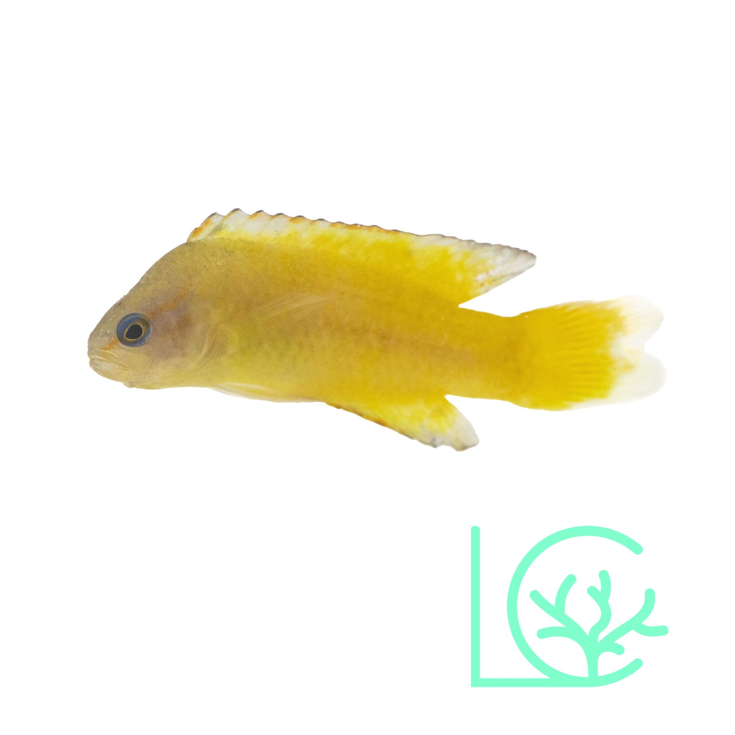 Yellow Assessor Basslet