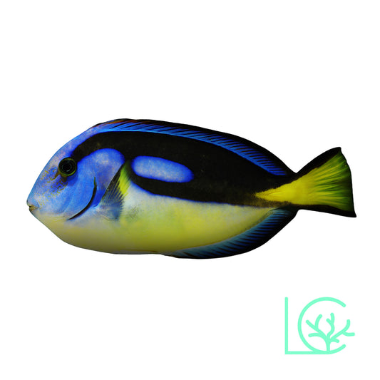 Yellow Belly Blue Hippo Tang